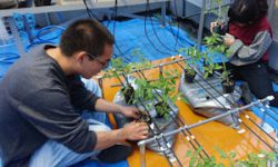 トマトの温泉水栽培が始まりました(2)