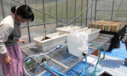 トルコギキョウ根域冷却システム作成(1)